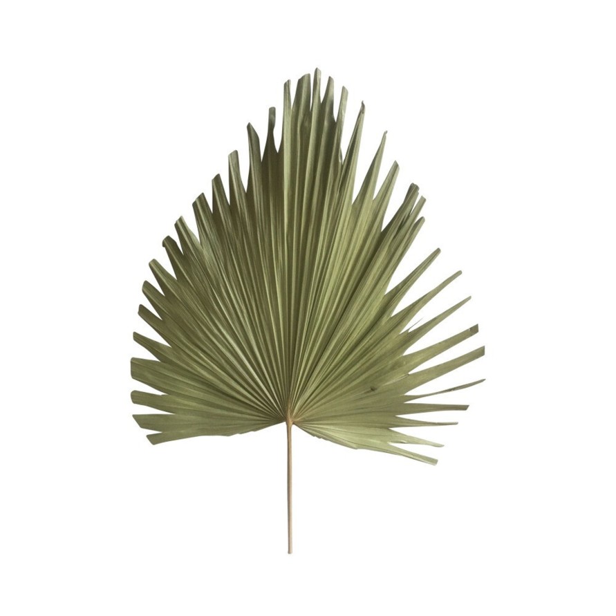 Koti Mars & More | Palm Leaf Dried Natural 54Cm